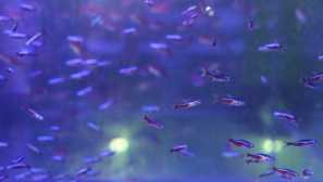 Kako razlikovati žensko pred moškim neon?